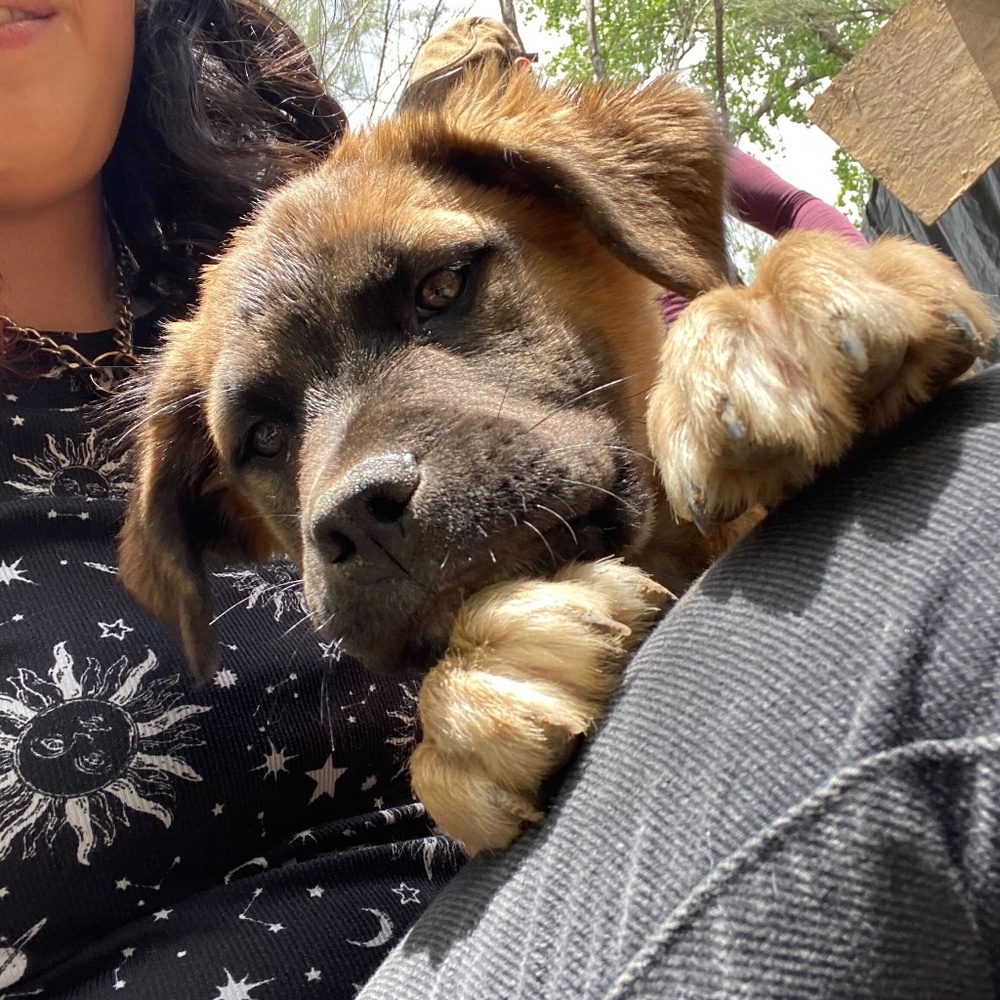 Save the Pups
